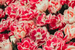 Εορτολόγιο: Σήμερα 22 Απριλίου 2026 γιορτάζει…