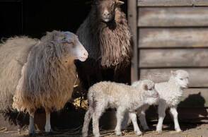 Πρόβατα βγαίνουν από τη στάνη