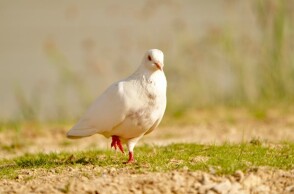 Λευκό περιστέρι στο έδαφος