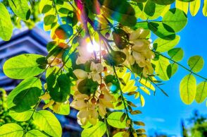 Καιρός: Ηλιοφάνεια και υψηλές θερμοκρασίες την Κυριακή - Πού θα βρέξει