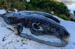 Το ΥΠΑΑΤ σχεδιάζει πιλοτική εξαλίευση λαγοκέφαλων με οικονομικό κίνητρο για αλιείς - Σχέδιο για συνεργασία με φορείς και ασφαλή διαχείριση της τοξικής βιομάζας.
