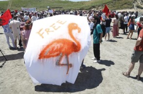 Διαδηλωτές στην Αλβανία κρατούν πανό με ένα φλαμίνγκο