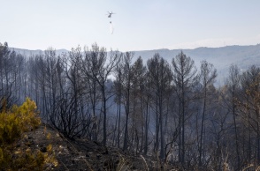 Καμένα δέντρα σε δάσος της Ισπανίας