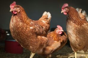 Η εντατική εκτροφή κοτόπουλων επιταχύνει την εξάπλωση του καμπυλοβακτηριδίου και αυξάνει την αντοχή του στα αντιβιοτικά, δείχνει μελέτη.