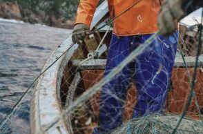 Θεσσαλονίκη: Κατασχέθηκαν 336 κιλά σαρδέλες και ένας ξιφίας στην ιχθυόσκαλα Νέας Μηχανιώνας λόγω έλλειψης ιχνηλασιμότητας - Πρόστιμο στον έμπορο