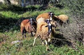 Πρόβατα έξω από στάνη κτηνοτρόφου