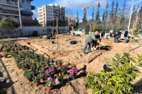 Ο Δήμος Αθηναίων ενισχύει το πράσινο σε 43 σχολικές αυλές, δημιουργώντας οάσεις δροσιάς με τη φύτευση 229 δέντρων και 1.238 θάμνων.
