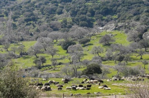 Αιγοπρόβατα σε πλαγιά στη Λέσβο