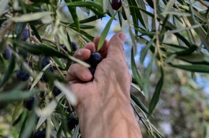 Χέρι παραγωγού σε κλαδί ελιάς