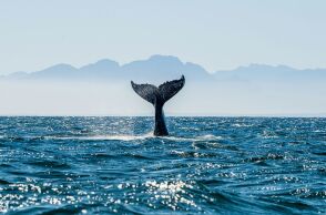 Wild Weekend στο Εθνικό Μουσείο Φυσικής Ιστορίας Γουλανδρή: Γνωρίστε από κοντά τα άγρια ζώα της Ελλάδας