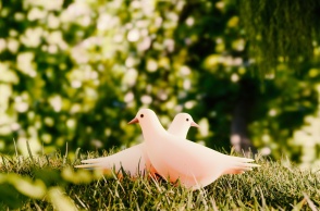 Περιστέρια λευκά σε γκαζόν