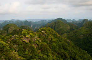 Τα δάση σύμμαχος απέναντι στην κλιματική αλλαγή