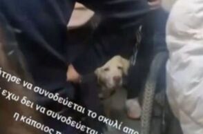 Μπορούν τελικά τα σκυλάκια να μπαίνουν στο τρένο του ΗΣΑΠ;