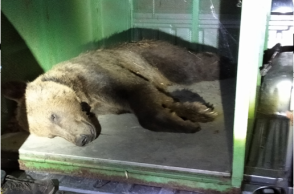 Πλατώνις: Η νεαρή αρσενική αρκούδα απέστρεψε στην Καστοριά