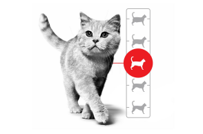 Γατάκι, μετάβαση στην ενηλικίωση