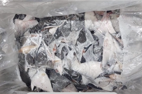 Πτερύγια καρχαρία