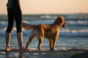 Πώς προστατεύουμε τον σκύλο μας από τη ζέστη