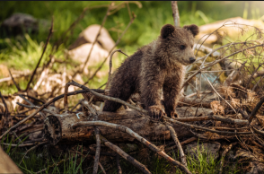 Μικρή αρκούδα μέσα σε δάσος