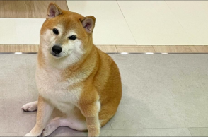 Balltze Cheems: Πέθανε ο viral σκύλος