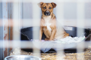 Μπόνους για την ενθάρρυνση της υιοθεσίας των εγκαταλελειμμένων ζώων στην Ιταλία