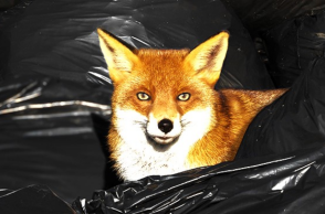 Ανακύκλωση: Η αλεπού στο παζάρι