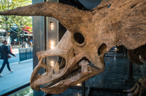 Σε δημοπρασία το κρανίο Τρικεράτωπα που έζησε πριν από 68 εκατομμύρια χρόνια