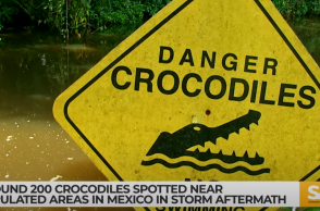 Κροκόδειλοι και πινακίδα για κίνδυνο