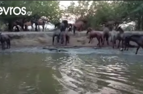 Άλογα στον Έβρο