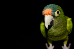 Συνελήφθη 24χρονος για κλοπές σε Νέα Ιωνία και Νέα Φιλαδέλφεια – Είχε αρπάξει μέχρι και παπαγάλο