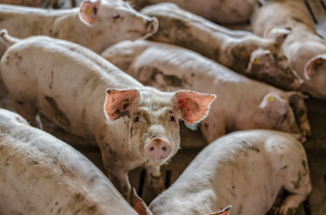 Η Ευρώπη στρέφεται στις «μεγα-φάρμες» - Η εντατική εκτροφή και οι επιπτώσεις σε περιβάλλον και αγροτικές κοινότητες