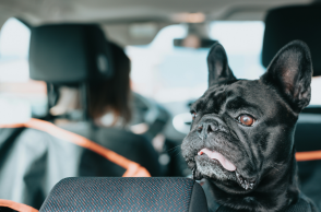 Συνελήφθη 60χρονη στη Θεσσαλονίκη που άφησε τον σκύλο της στο αυτοκίνητο με κλειστά παράθυρα - Της επιβλήθηκε και πρόστιμο