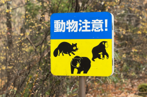 Δολοφονία ηλικιωμένου στην Ιαπωνία αποδόθηκε αρχικά σε… αρκούδα 