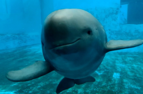 Το δελφίνι γίνεται σύμβολο ζωής για τον μεγαλύτερο ποταμό της Κίνας