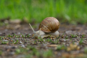 Εθνική καμπάνια στη Νέα Ζηλανδία για να βρεθεί ταίρι στο σπάνιο αριστερόστροφο σαλιγκάρι Νεντ