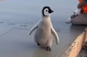 Μικρές πατημασιές ενός γλυκού πιγκουίνου σε φρέσκο μπετόν χάρισαν ένα χαμόγελο στους εργάτες