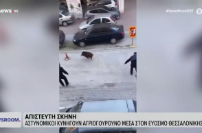 Εύοσμος: Αστυνομικοί κυνηγούν αγριογούρουνο για να το απομακρύνουν από την πόλη