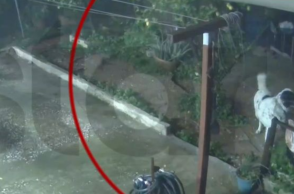 Άγιος Δημήτριος: Η στιγμή που σκύλος σώζεται τελευταία στιγμή από την κατάρρευση αυλής