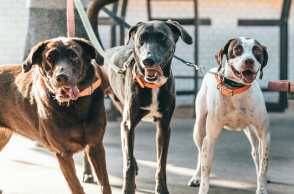 Βόλος: Θύμα επίθεσης από αδέσποτα σκυλιά 60χρονος που πήγε για τρέξιμο στη Γορίτσα - Τι δήλωσε μετά το συμβάν