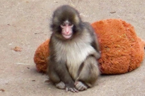 Στιγμές χαράς για τον Punch: Το viral μαϊμουδάκι ρχίζει να ενσωματώνεται μετά την περίοδο απομόνωσης