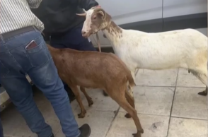 Κατσίκια που βρίσκονταν στην πολυκατοικία στους Αμπελόκηπους