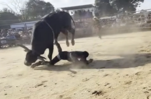 rodeo