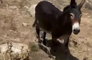Γαϊδουράκι με δεμένα πόδια κάτω από τον ήλιο σε χωράφι στη Μύκονο