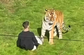 tigrhs__1_