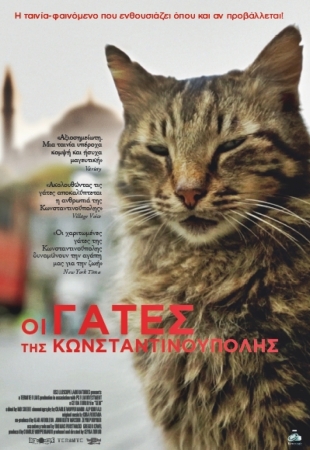 Kedi