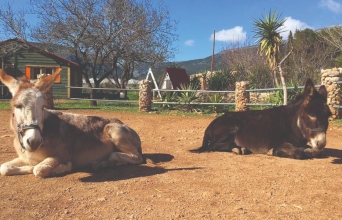 Γαϊδουράκια