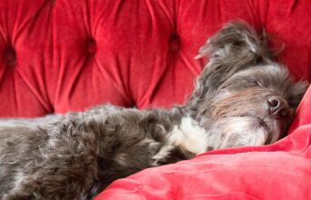 ​Γιατί μου καναπέθανες;