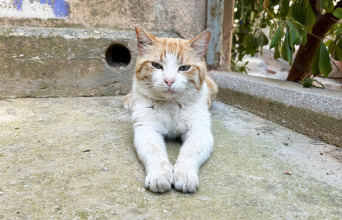Αδέσποτες γάτες 