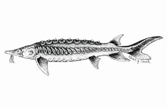 Οξύρρυγχος