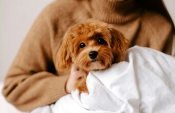 Προσομοίωση αποκαλύπτει πώς βλέπουν και ακούν οι σκύλοι τους ανθρώπους - Βλέπουν σε αργή κίνηση, ατελώς, και ακούν ήχους διπλάσιας συχνότητας από εμάς.