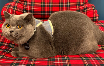 Η σηµασία των τακτικών κτηνιατρικών επισκέψεων για τη γάτα σας